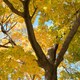 Illustration for article titled Shooting Challenge Fall Leaves Gallery 8